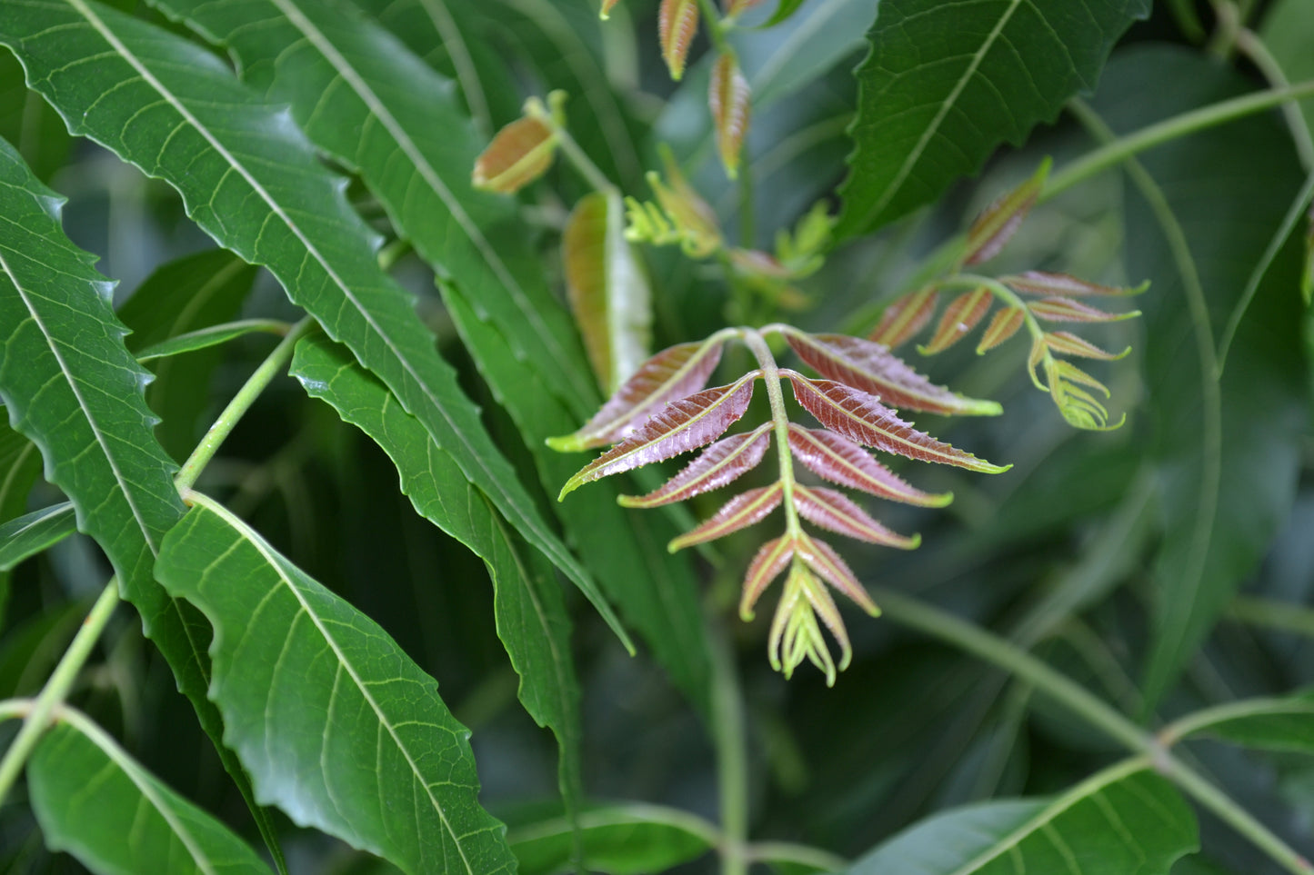 Dried Neem Leaf (Azadirachta indica)