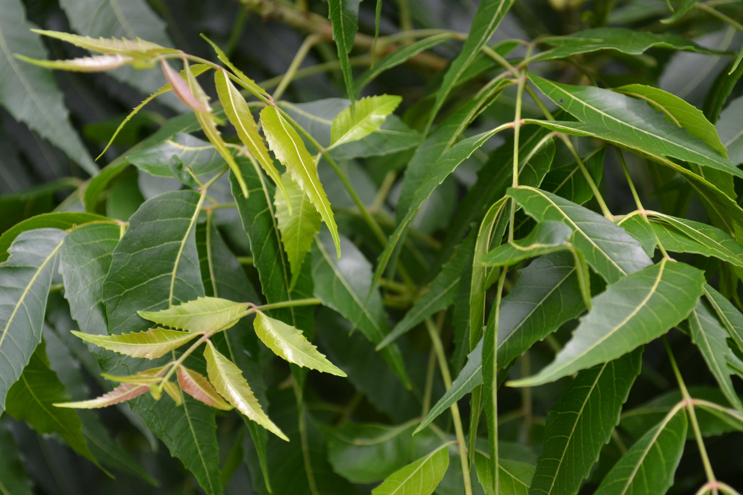Dried Neem Leaf (Azadirachta indica)