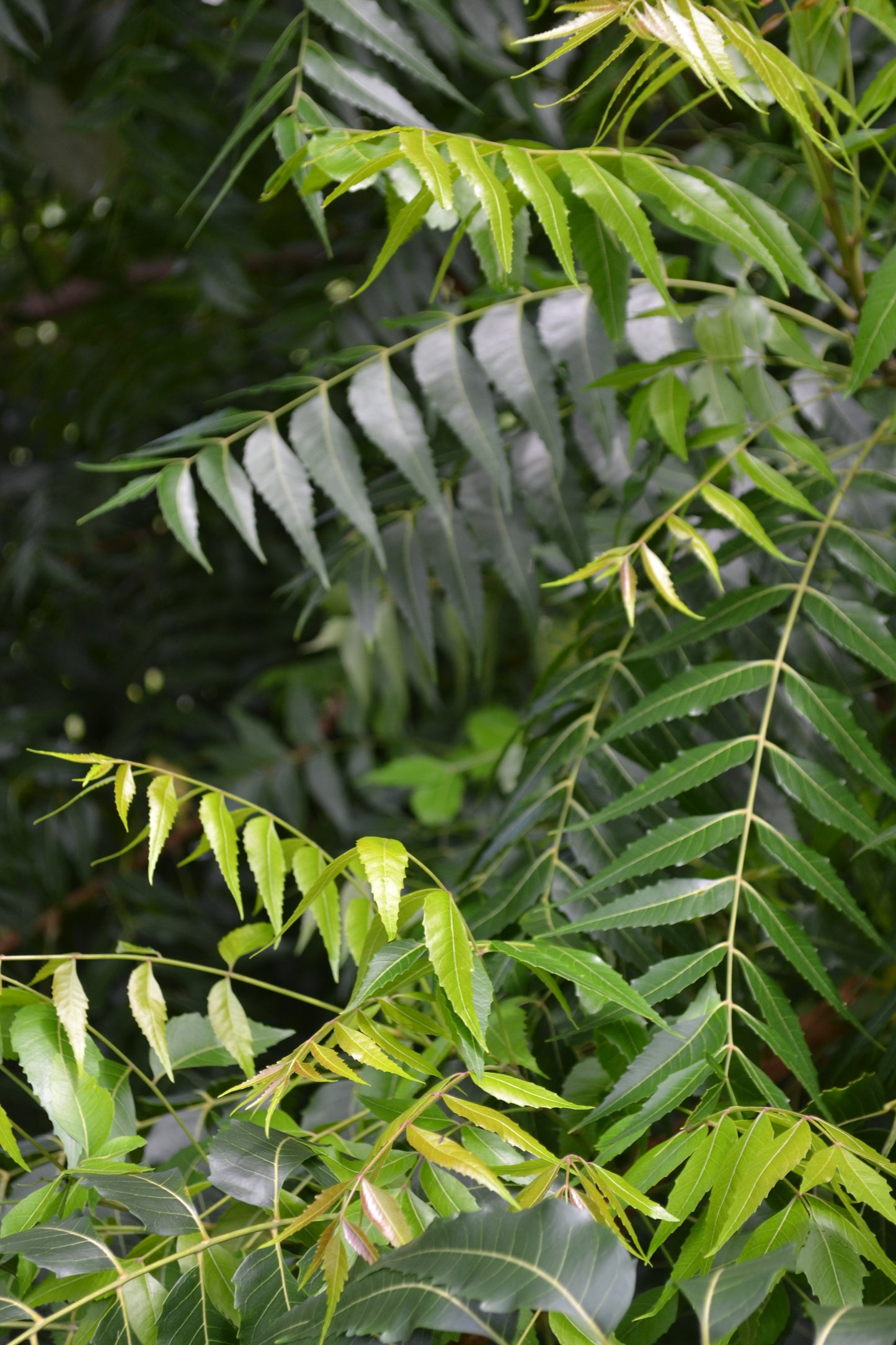 Dried Neem Leaf (Azadirachta indica)