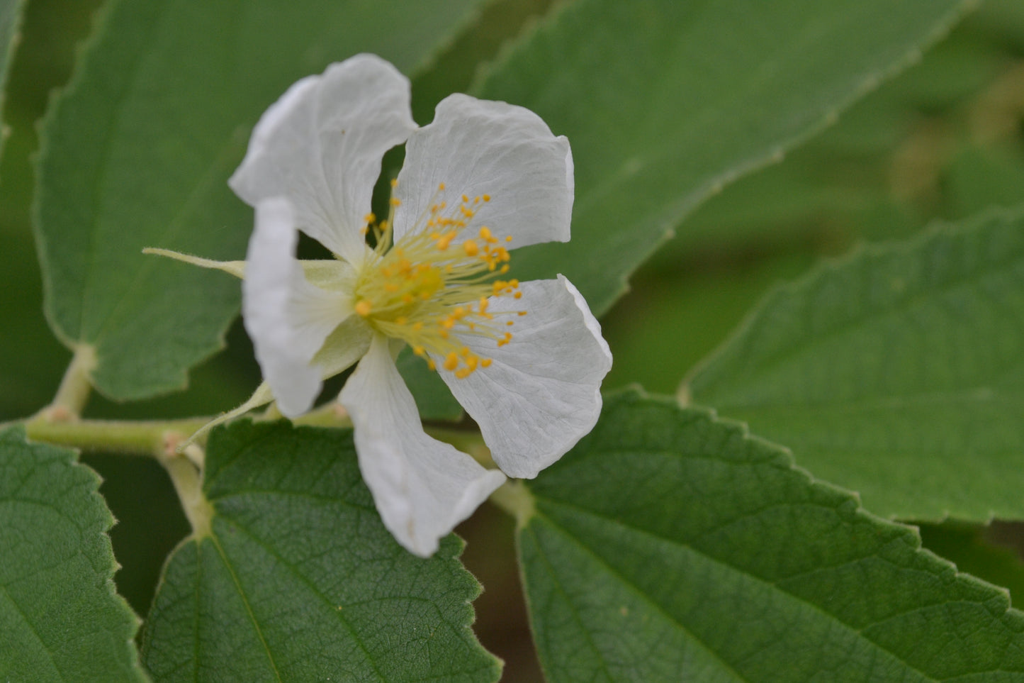 Jamaican Cherry Leaf (Muntingia calabura)