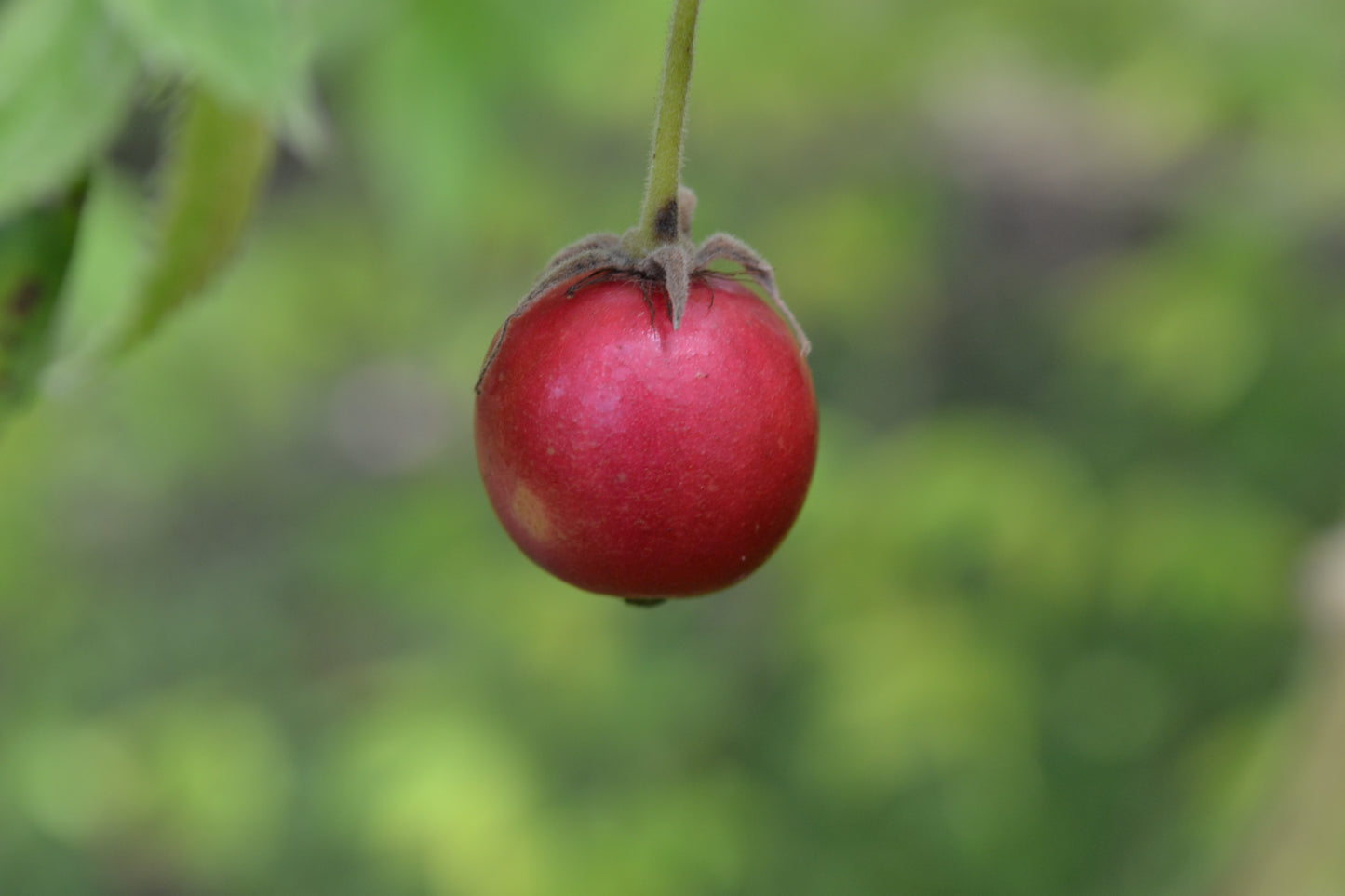 Jamaican Cherry Leaf (Muntingia calabura)