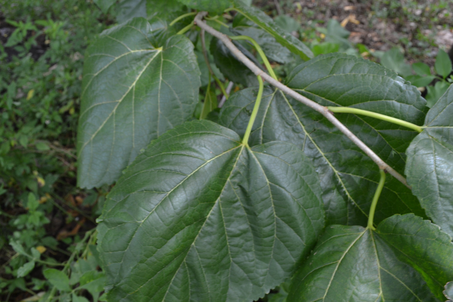 Mulberry Leaf (Morus Nigra)
