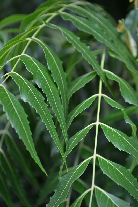 Dried Neem Leaf (Azadirachta indica)