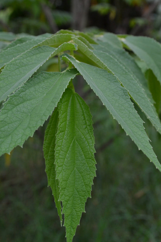 Jamaican Cherry Leaf (Muntingia calabura)