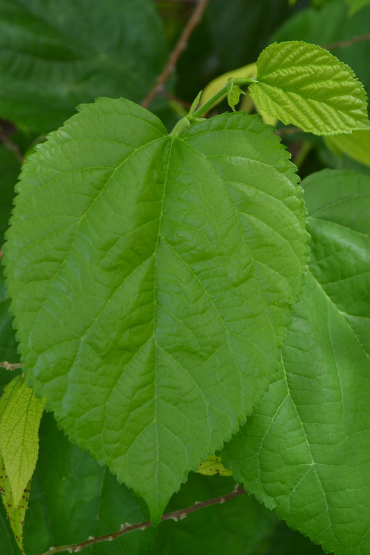 Mulberry Leaf (Morus Nigra)