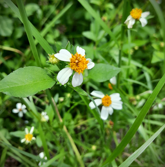 Dried Spanish Needle (bidens alba)